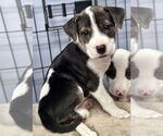 Small Labrador Retriever Mix
