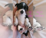 Small Photo #5 English Springer Spaniel Puppy For Sale in MARLOW, OK, USA