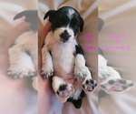 Small #4 English Springer Spaniel