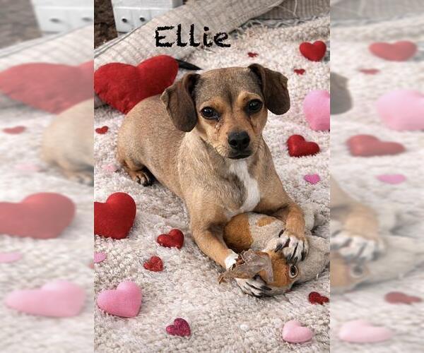 Medium Photo #1 Chihuahua-Unknown Mix Puppy For Sale in San Antonio, TX, USA