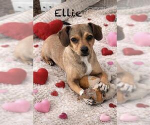 Chihuahua-Unknown Mix Dogs for adoption in San Antonio, TX, USA