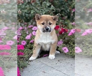 Shiba Inu Puppy for sale in CANOGA, NY, USA
