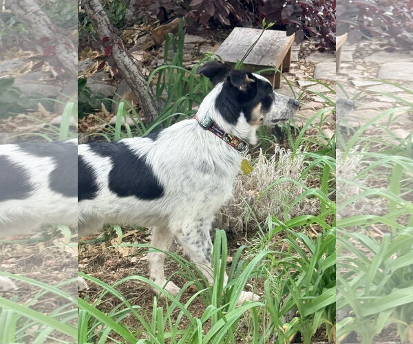 Medium Photo #8 Border Collie-Unknown Mix Puppy For Sale in Sandy, UT, USA