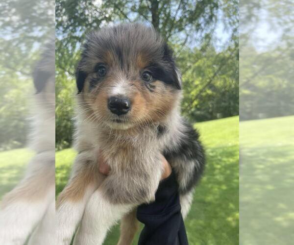 Medium Photo #1 Australian Shepherd Puppy For Sale in WILLIAMSPORT, PA, USA