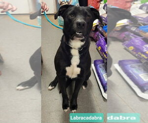 Labracadabra - Male Labrador Retriever-Unknown Mix Dog for Adoption - Photo #3