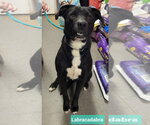 Small #2 Labrador Retriever Mix