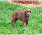 Small #2 Labrador Retriever