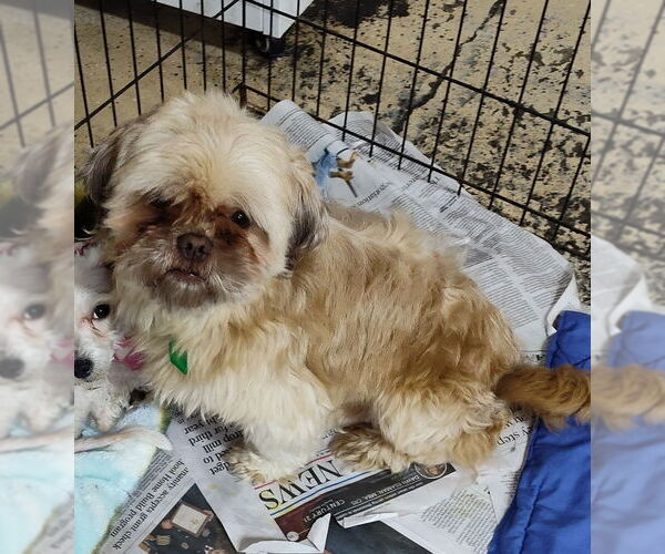 Medium Photo #1 Shih Tzu Puppy For Sale in Mukwonago, WI, USA