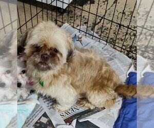 Shih Tzu Dogs for adoption in Mukwonago, WI, USA