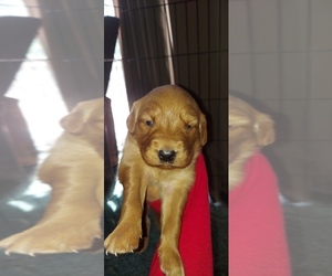 Golden Retriever Puppy for sale in BLACKBURN, NC, USA