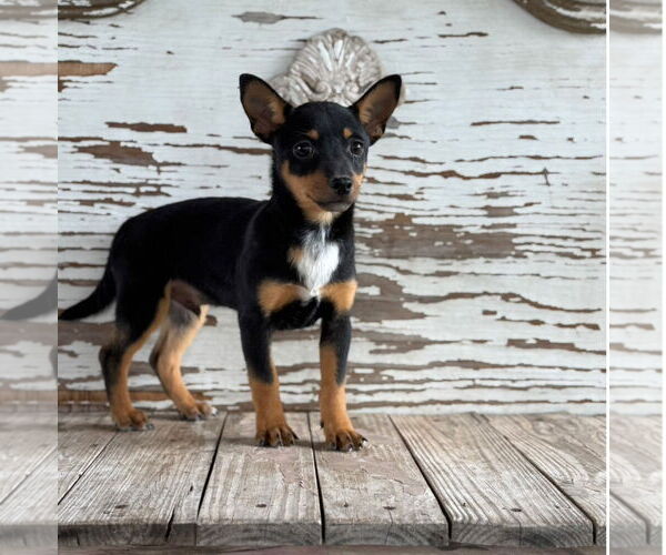 Medium Photo #1 Chipin Puppy For Sale in Carrollton, TX, USA
