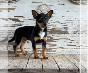 Chipin Dogs for adoption in Carrollton, TX, USA