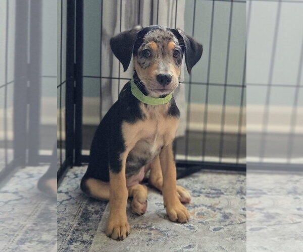 Medium Photo #3 Catahoula Leopard Dog-Unknown Mix Puppy For Sale in New London, WI, USA