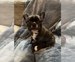 Small Photo #1 French Bulldog Puppy For Sale in SANIBEL, FL, USA