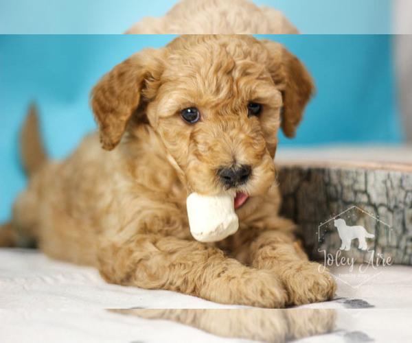 Medium Photo #15 Goldendoodle Puppy For Sale in CARLOCK, IL, USA