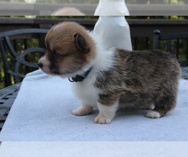 Medium Photo #23 Pembroke Welsh Corgi Puppy For Sale in FAIR GROVE, MO, USA