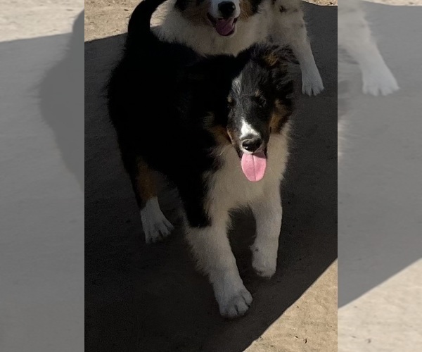 Medium Photo #31 Shetland Sheepdog Puppy For Sale in FORT MORGAN, CO, USA