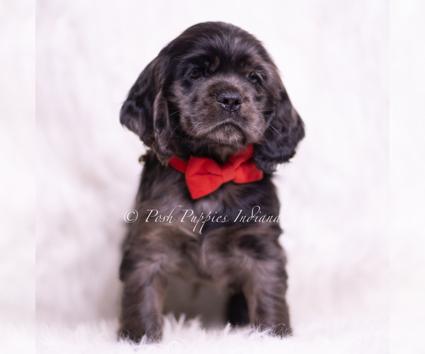 Medium Photo #5 Cocker Spaniel Puppy For Sale in WARSAW, IN, USA