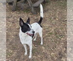 Small #3 Basenji Mix