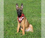 Small #1 Mutt