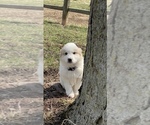Small Great Pyrenees
