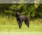 Small #7 American Pit Bull Terrier Mix