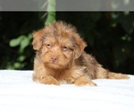 Small #3 Yorkiepoo mix (+ Poodle Toy)