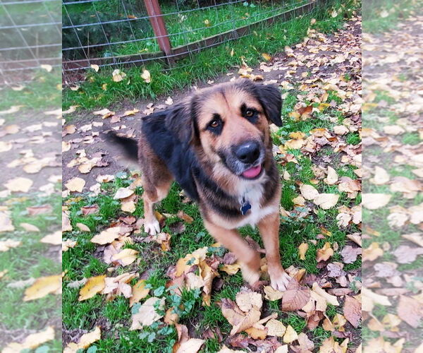 Medium Photo #4 Euro Mountain Sheparnese Puppy For Sale in Fresno, CA, USA