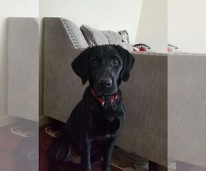 Goldendoodle-Labrador Retriever Mix Puppy for sale in FAIRFAX, VA, USA