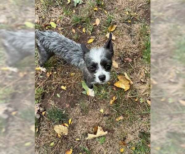 Medium Photo #4 Pekingese-Unknown Mix Puppy For Sale in Westwood, NJ, USA