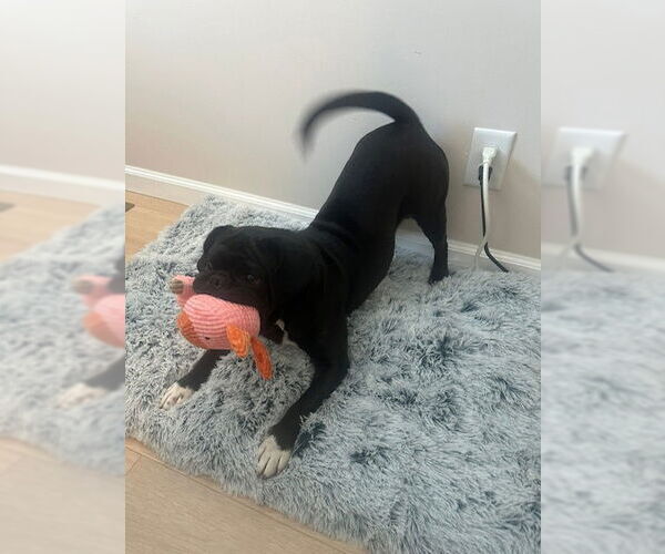 Medium Photo #4 Box-a-Pug Puppy For Sale in Indianapolis, IN, USA