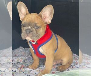 Olde English Bulldogge Puppy for sale in POWDER SPRINGS, GA, USA