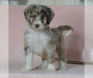 Aussiedoodle Puppy for sale in FREDERICKSBG, OH, USA
