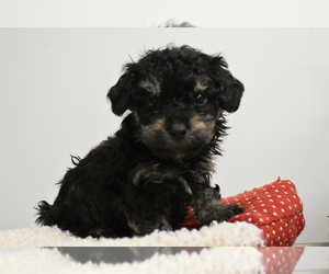 Poodle (Toy) Puppy for sale in SENECA FALLS, NY, USA