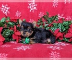 Small Photo #3 Yorkshire Terrier Puppy For Sale in LINCOLN UNIVERSITY, PA, USA