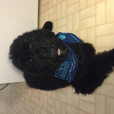 Poodle (Standard) Puppy for sale in MEMPHIS, TN, USA
