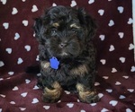 Small Photo #2 Miniature Bernedoodle Puppy For Sale in FAIRMONT, WV, USA