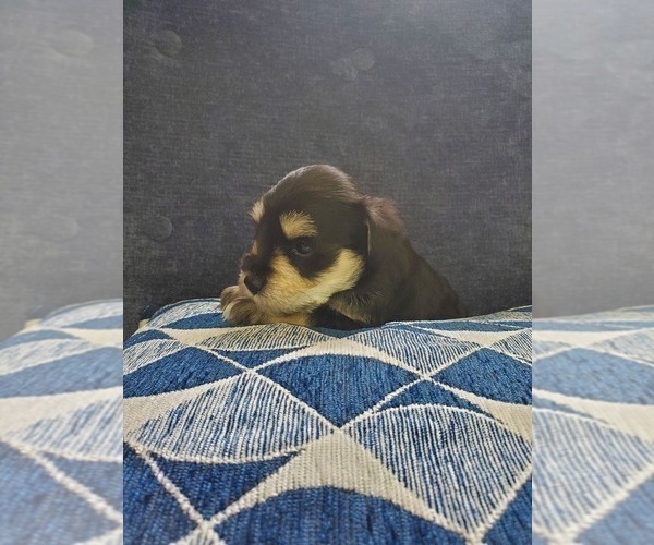 Medium Photo #7 Schnauzer (Miniature) Puppy For Sale in LEESBURG, VA, USA