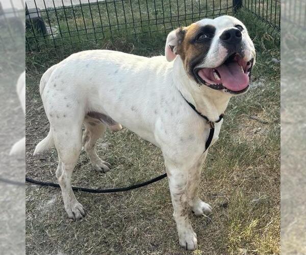 Medium Photo #1 American Staffordshire Terrier-Unknown Mix Puppy For Sale in San Antonio, TX, USA