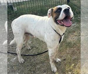 American Staffordshire Terrier-Unknown Mix Dogs for adoption in San Antonio, TX, USA