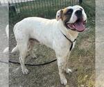 Small American Staffordshire Terrier Mix