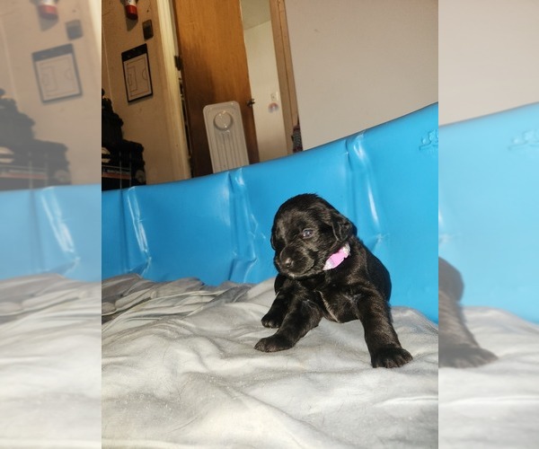 Medium Photo #4 Labradoodle Puppy For Sale in MONTROSE, CO, USA