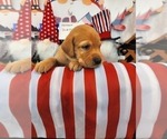 Small Photo #14 Labrador Retriever Puppy For Sale in BUFFALO, NY, USA