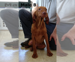 Vizsla Puppy for sale in LIBERTY, KY, USA