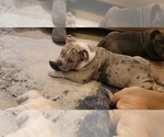 Small Photo #12 American Bully Puppy For Sale in MARTELL, NE, USA
