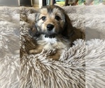 Small Photo #1 Dachshund-Havanese Mix Puppy For Sale in RICHMOND HILL, GA, USA