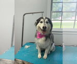Small Photo #2 Alaskan Malamute Puppy For Sale in Aurora, IN, USA