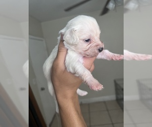 Bichon Frise-Pembroke Welsh Corgi Mix Puppy for sale in MIAMI LAKES, FL, USA