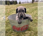 Small #2 Great Dane