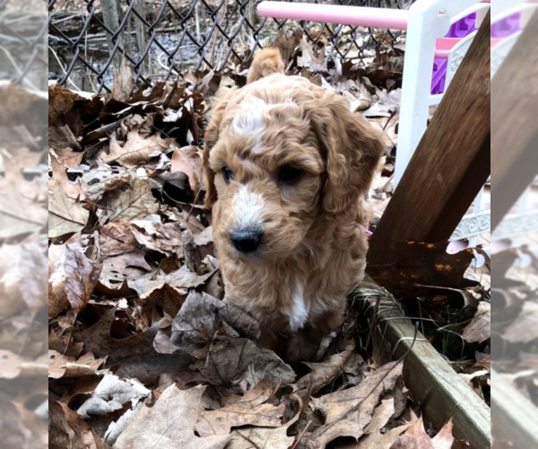 Medium Photo #6 Aussiedoodle Puppy For Sale in COMMERCE, MI, USA